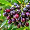 DESI JAMUN POWDER 200G